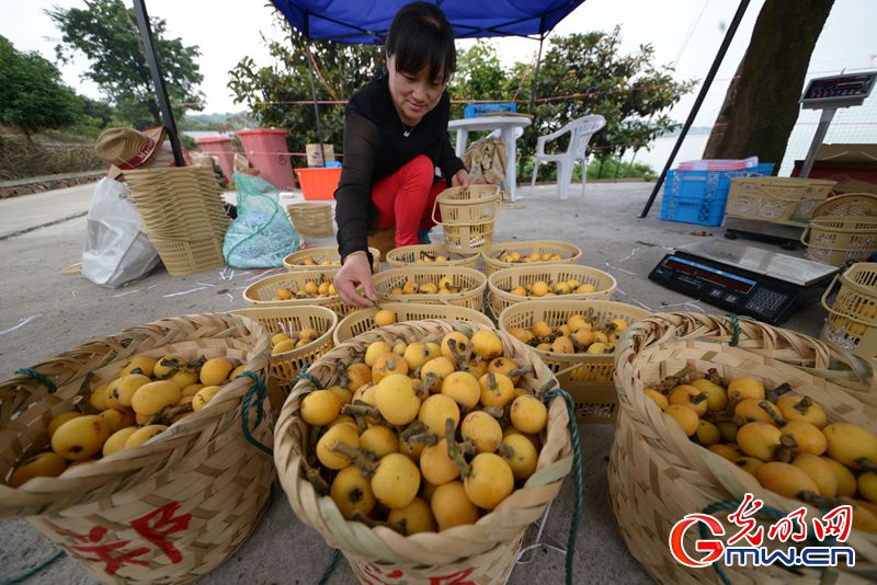 苏州东山枇杷大量上市引热销
