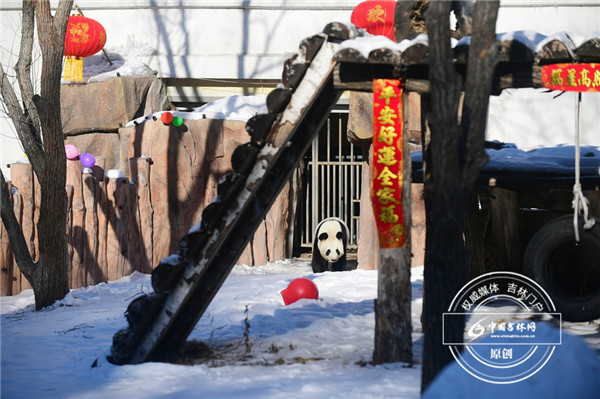 【独家探秘】熊猫嘉嘉和梦梦在长春的冬季