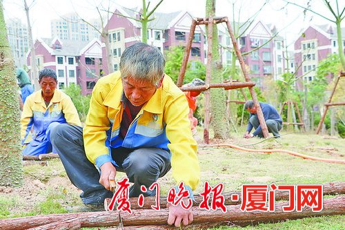 翔安大道绿化提升项目预计3月底完成种植