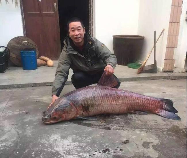 江苏男子钓到百斤巨无霸大鱼 长达1米(6)