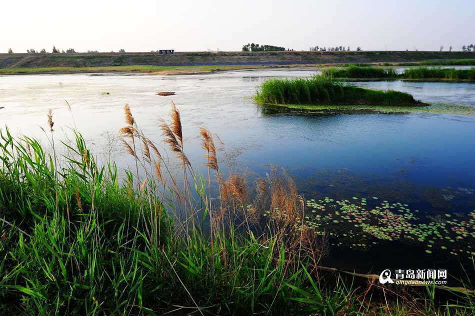 大沽河湿地