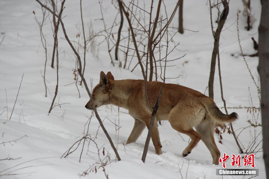 甘肃天水初春雪景分外妖娆(5)_华夏纵览