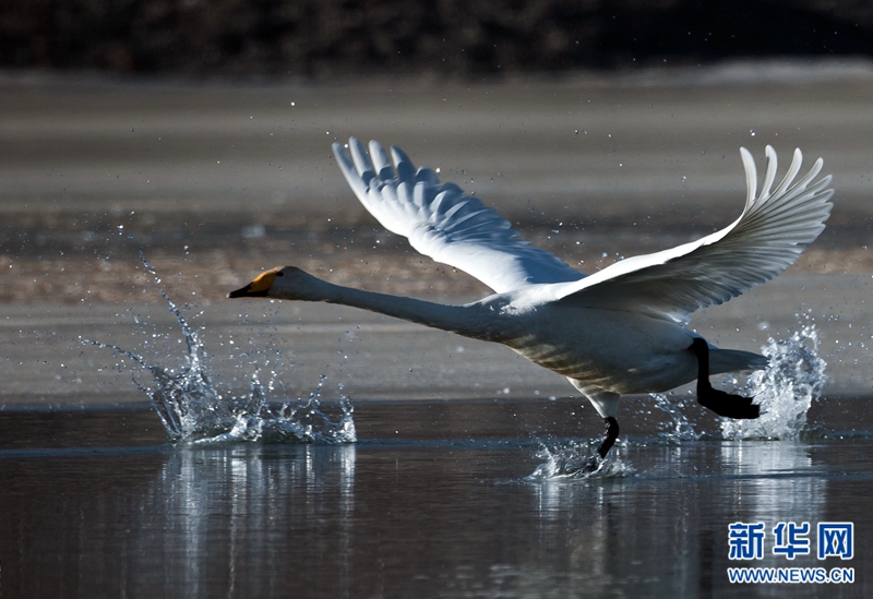 【春到青海】高颜值的贵德黄河 飞禽们的嬉