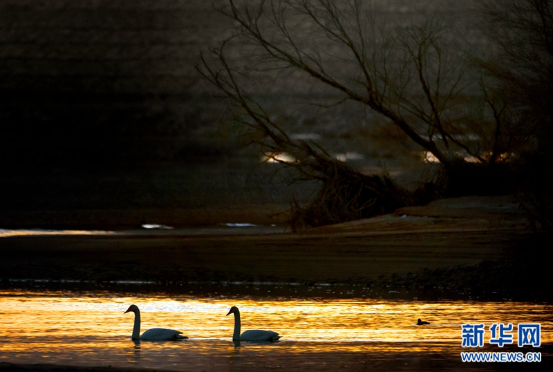 【春到青海】高颜值的贵德黄河 飞禽们的嬉