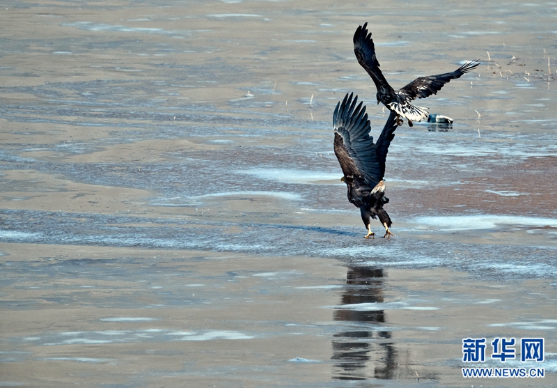 【春到青海】高颜值的贵德黄河 飞禽们的嬉