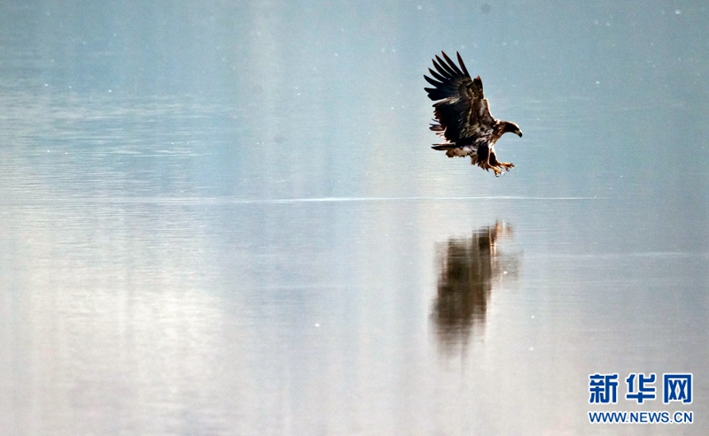 【春到青海】高颜值的贵德黄河 飞禽们的嬉