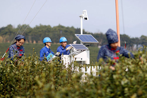园 工作人员正在为茶园检查太阳能供水设备线