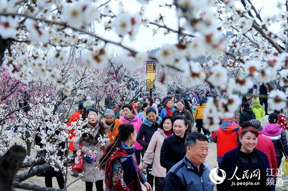 组图﹕阳春三月春暖花开 徐州探梅园里众寻芳