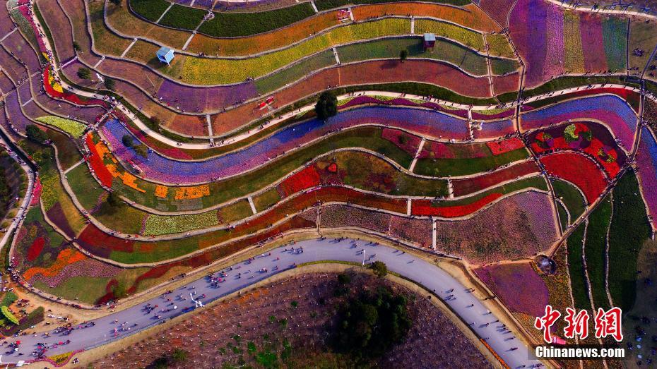 航拍江西新余植物园郁金香花海(1)