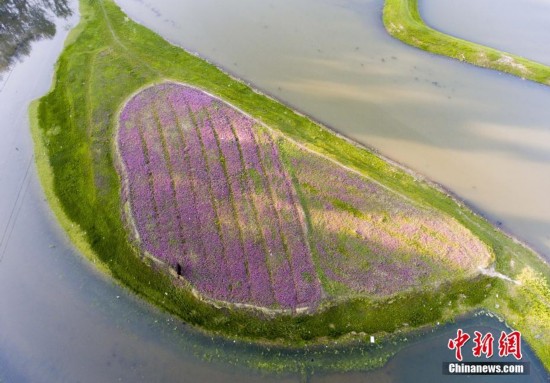 最美人间四月天 航拍鄱阳湖畔花红草绿(4)_图片