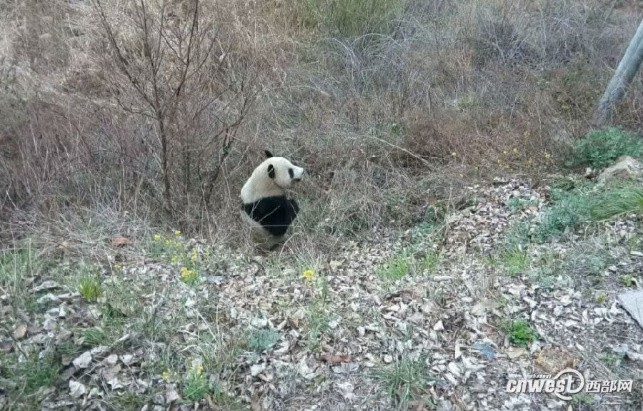 一只大熊猫在太白县太白河镇附近游荡 50多名