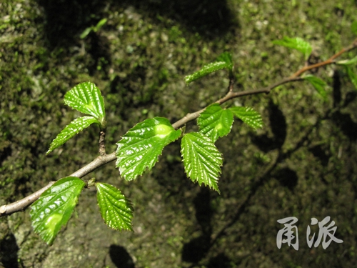 四明山现"植物大熊猫"银缕梅 去年发现的3棵竟全遭盗挖