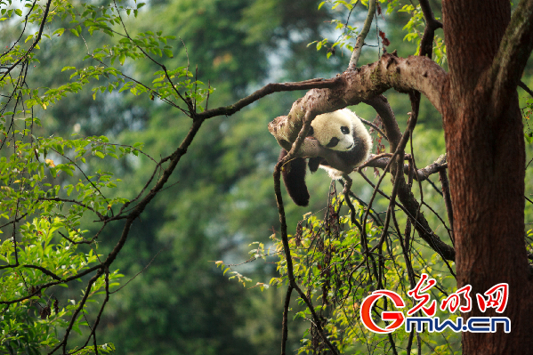 品山茶看熊猫 四川国际文化旅游节即将在雅安