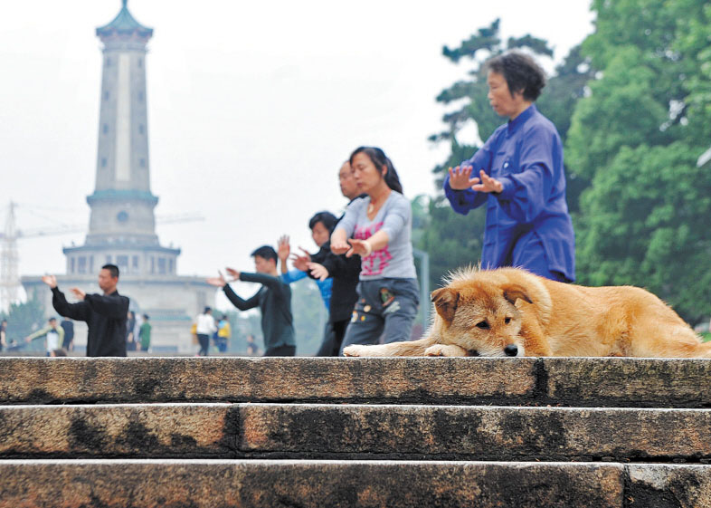 长沙养犬新规:植入电子芯片办身份证