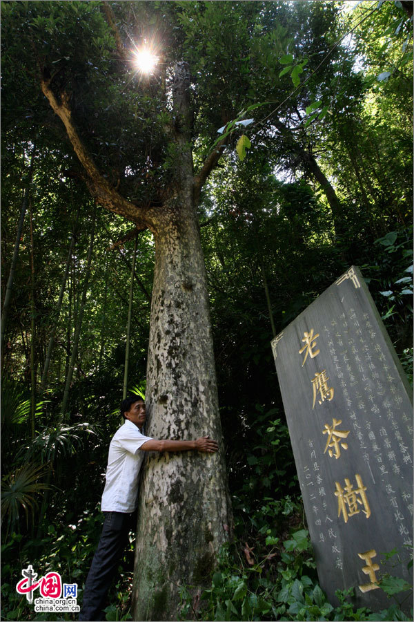 四川青川:千年古茶树成村民致富的黄金叶
