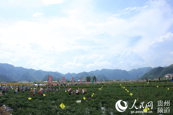 贵州绥阳﹕小辣椒铺就农民致富路(5)