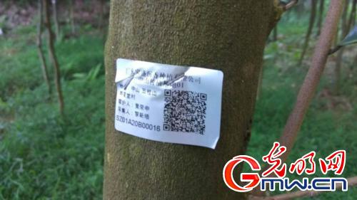 我国沉香饮片规范化及产业化达到国际领先水平