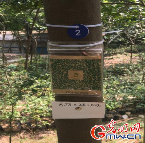我国沉香饮片规范化及产业化达到国际领先水平