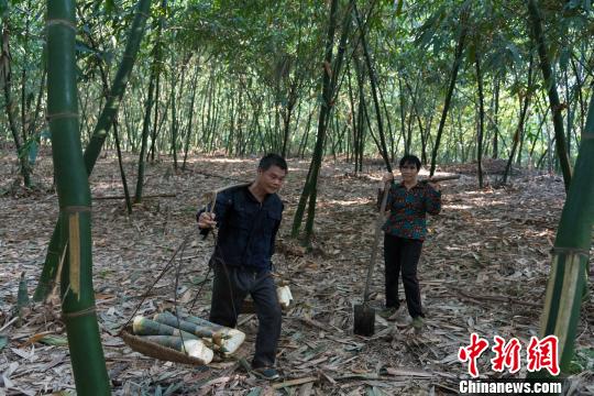 当天,农民在竹林里整理刚剥好的竹笋,等待老板上门收货,这些甜笋将