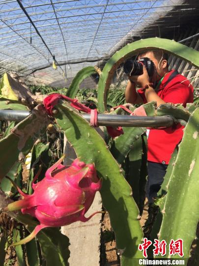 南果北种 山西运城兴火龙果盛宴(图)