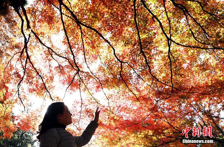 庐山进入红枫最佳观赏期 吸引游客纷至沓来(2