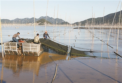 象山紫菜养殖户喜迎丰收年