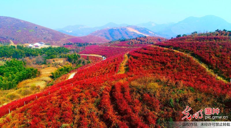 安徽庐江:千亩蓝莓红满山
