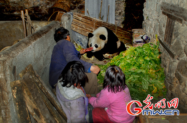 届中国大熊猫保护研究九寨杯国际摄影大赛总