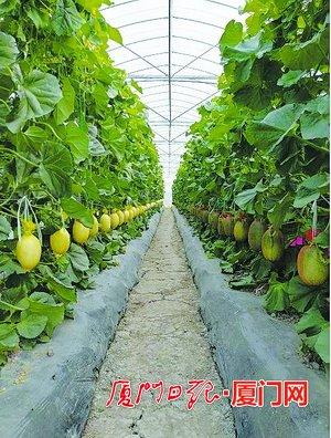 厦门推动种业登记 29种非主要农作物有了身份