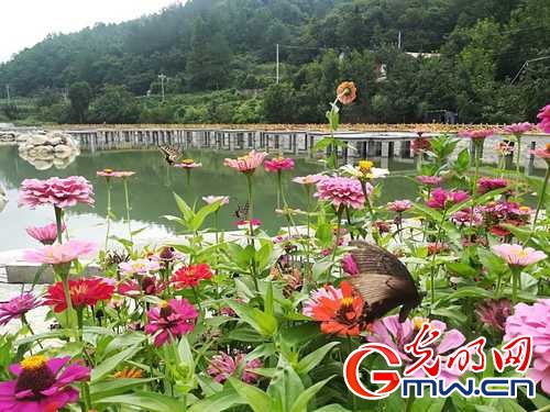 荷花1 留坝县宣传部供图
