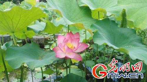 荷花2 留坝县宣传部供图