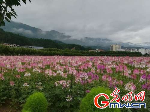 荷花3 留坝县宣传部供图