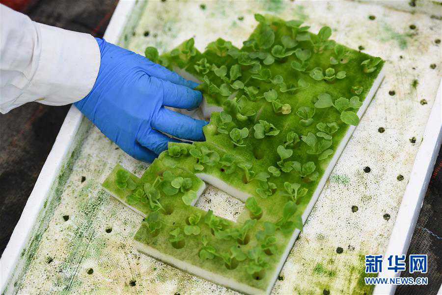 吉林师生制作百米剪纸作品 吁珍视和平(最新发布)