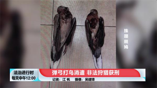 北京三人为了消遣用弹弓打鸟目前因非法狩猎获刑
