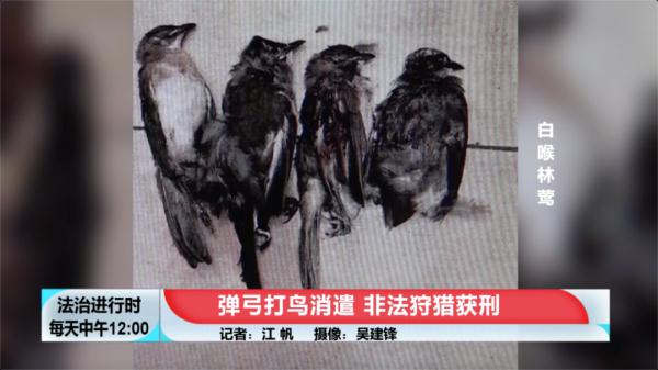 北京三人为了消遣用弹弓打鸟目前因非法狩猎获刑