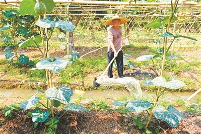 高畦深沟土地利用方式实现人与自然和谐共生的美好愿景.