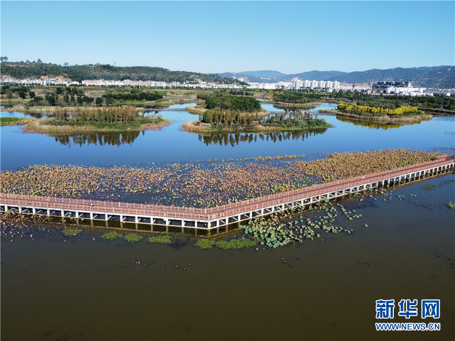 11月20日拍摄的云南省红河哈尼族彝族自治州石屏县异龙湖国家湿地公园