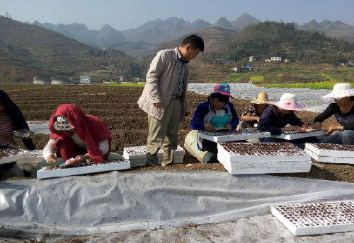 百车河辣椒育苗基地正上演火热工作进行曲