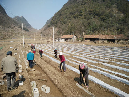 水城县鸡场镇五个及时强推100亩辣椒育苗基