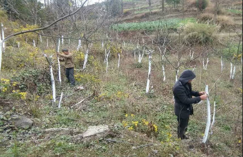 蟠龙镇对核桃品种进行示范性改良 _名优特产