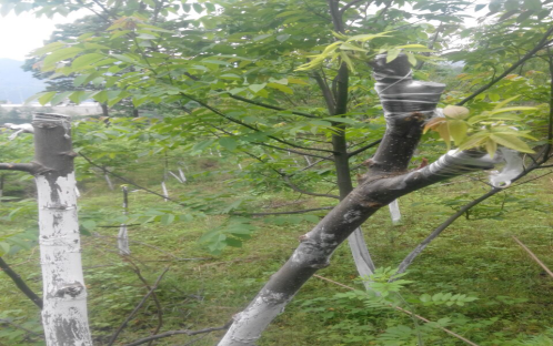 蟠龙镇对核桃品种进行示范性改良 _名优特产