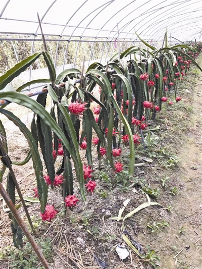 宁波本地大棚种植的红心火龙果. 记者 鲁威 摄