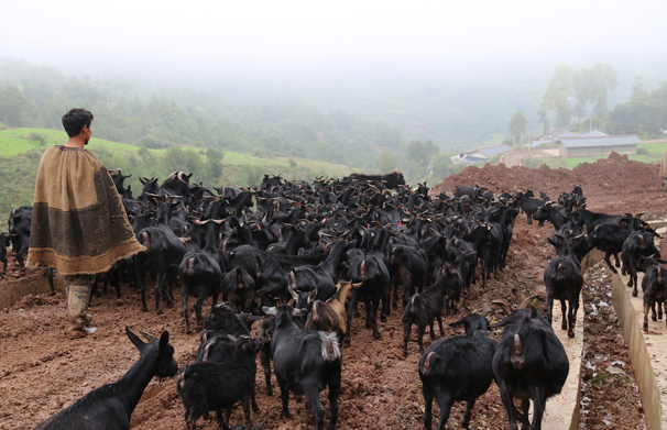 三借三还:开创美姑创新产业扶贫模式