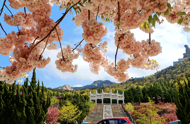 跟着旅发大会游山东 | “樱”你而来，美！