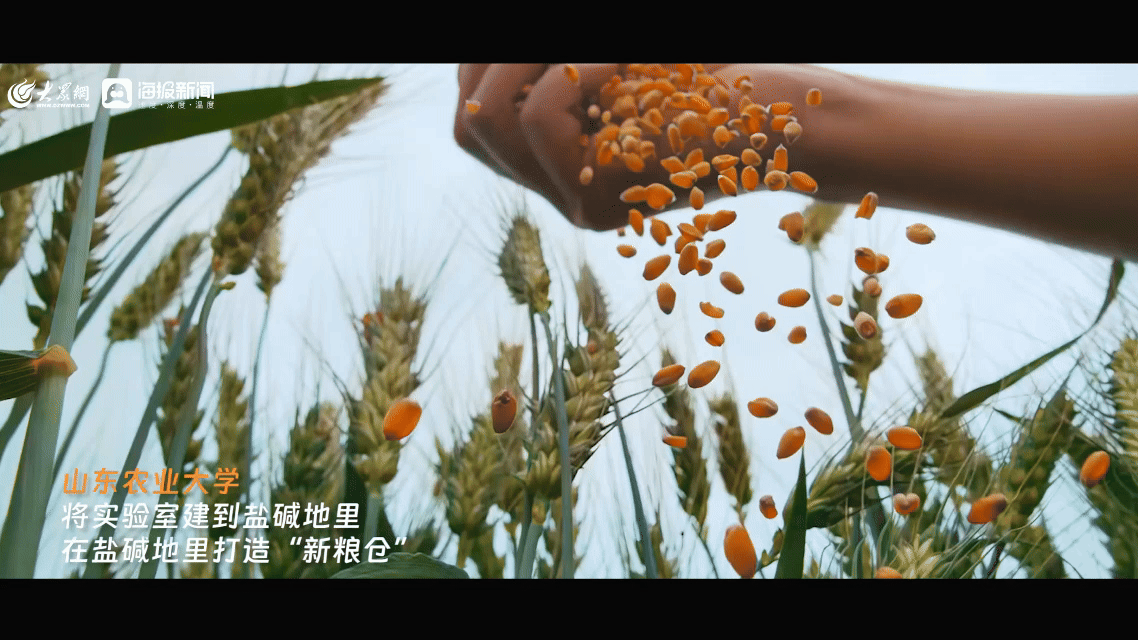 什么是山东高校?