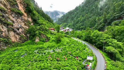 青稞“蜕变”,牦牛“出圈”!看西藏农牧民的“十四五”丰收答卷 青稞“蜕变”,牦牛“出圈”!看西藏农牧民的“十四五”丰收答卷