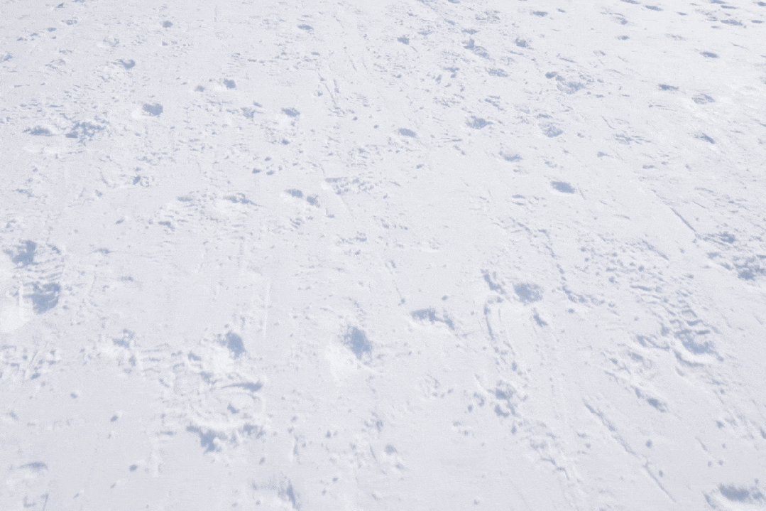 在哈工大，冬天就是要尽情撒欢……