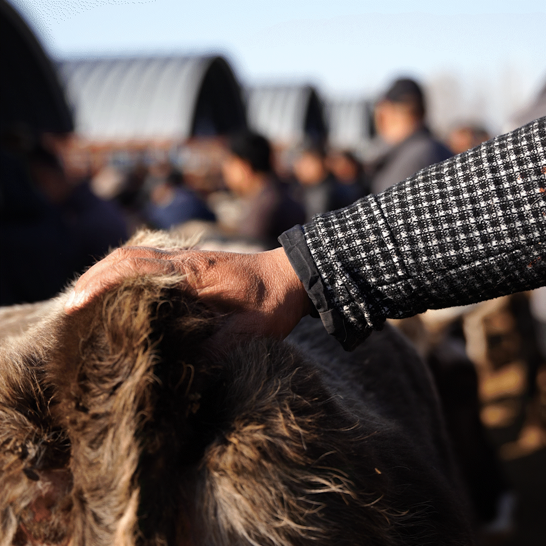 在新疆的巴扎 他们是连接牧场和市场的“纽带” 在新疆的巴扎 他们是连接牧场和市场的“纽带”