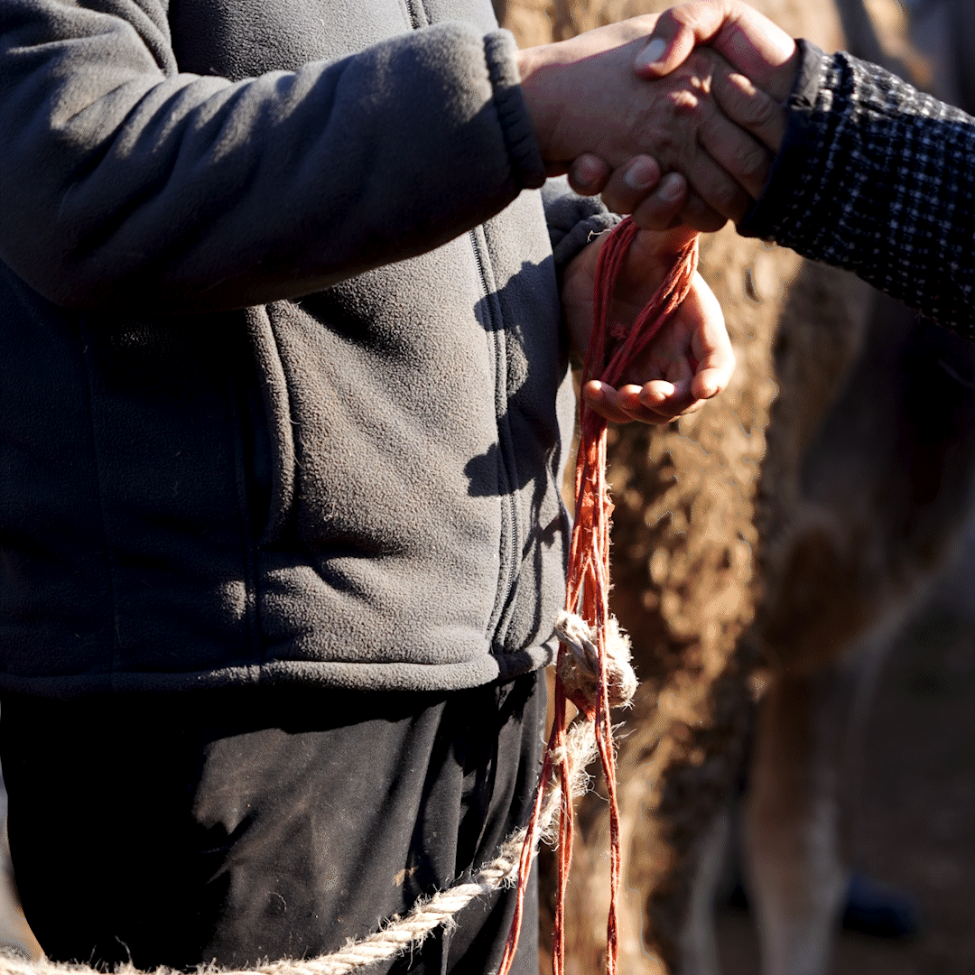 在新疆的巴扎 他们是连接牧场和市场的“纽带” 在新疆的巴扎 他们是连接牧场和市场的“纽带”