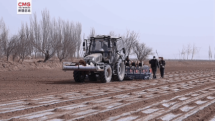 新疆阿克苏:“粮经套种”促增收 春耕生产提质效